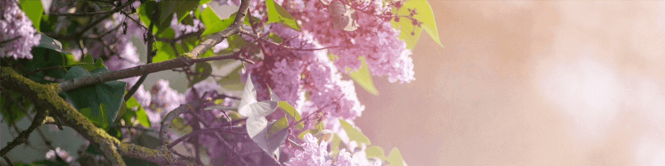 Parfumi z vonjem lilije Parfumi z vonjem lilije