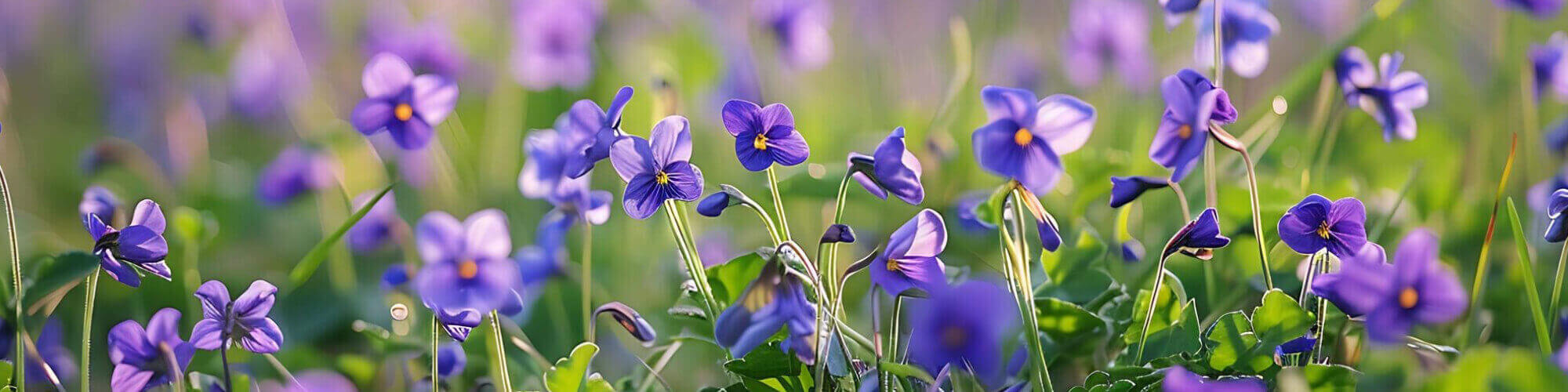 Parfumi z vonjem vijolice Parfumi z vonjem vijolice